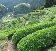 お茶と日光と霧