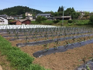ナス畑