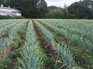 ねぎ畑