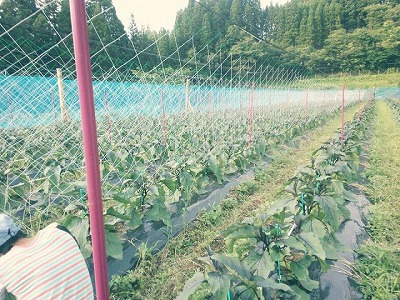 なすー