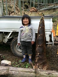 タケノコ