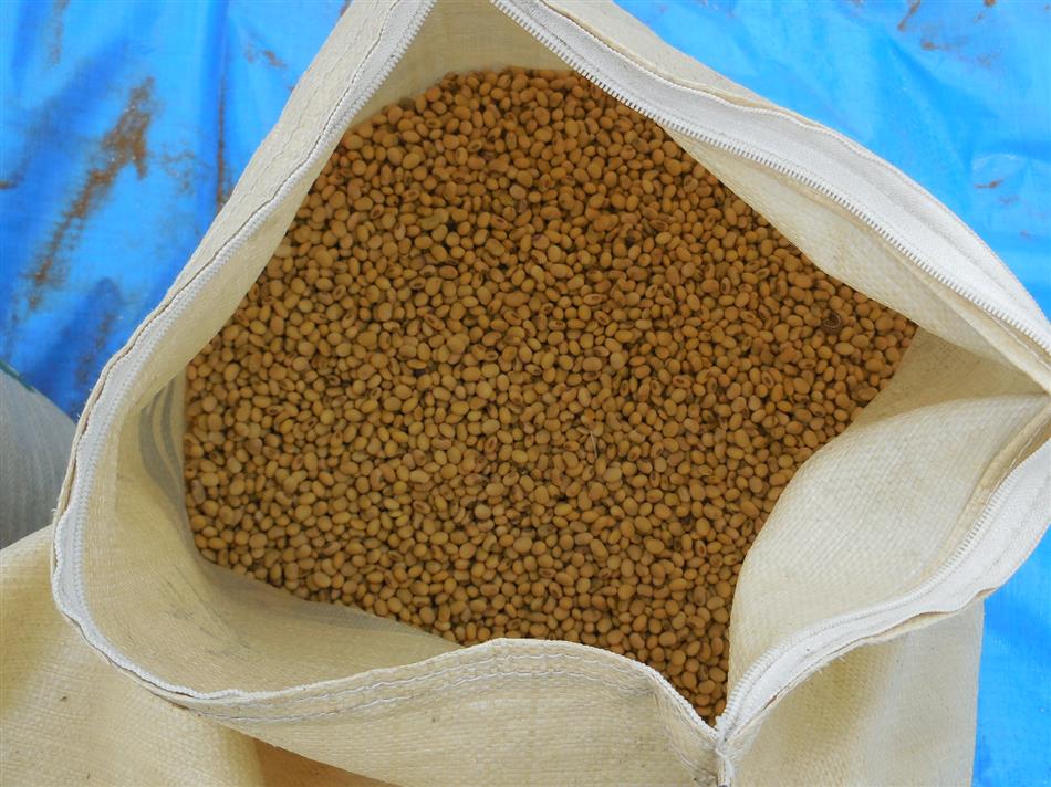 脱穀したみさを大豆