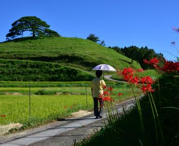 池尻の唐傘松