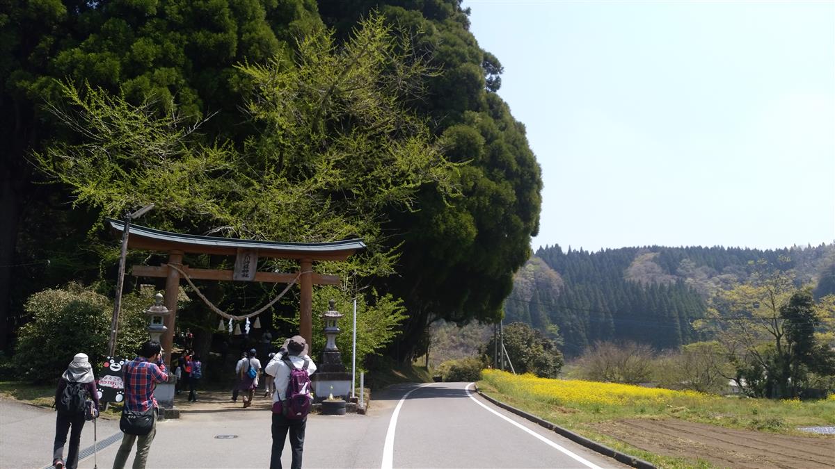 拝所の大杉