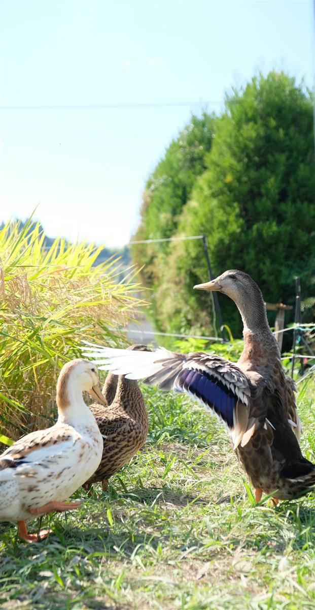 広報やまと11月号