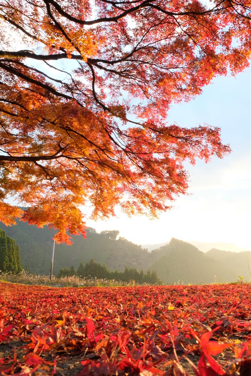 広報やまと12月号