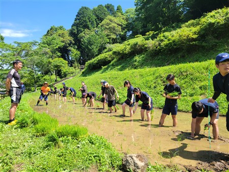 田植え6