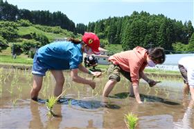 田植え4