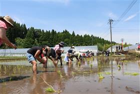 田植え7