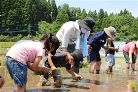 田植え8