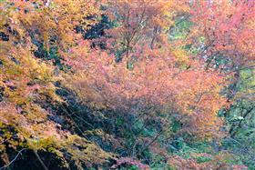 山都の紅葉