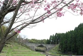 通潤橋と桜