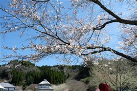 清和文楽と桜