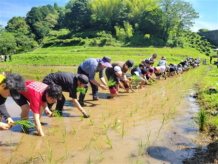 田植え3