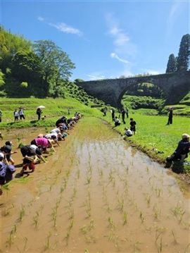 田植え4