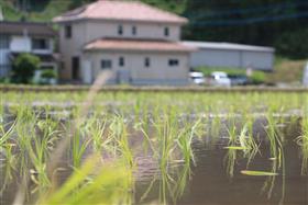 田植え12