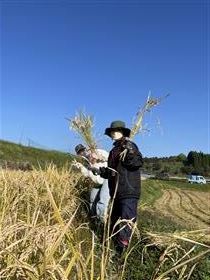 05稲刈り